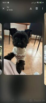 Black Yorkshire terrier - 2