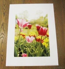 Print Tulipány, Lúčne kvety, Lúka - rozmer 40 cm x 30 cm - 2
