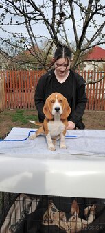 Beagle s PP - 2