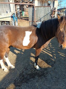 Predám pony žrebca - 2