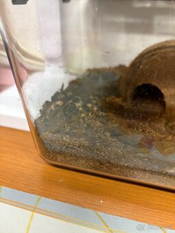 Pavúk Brachypelma hamorii - 2