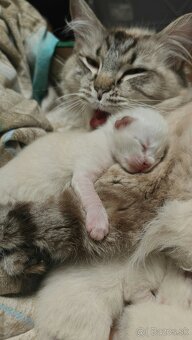 Čistokrvný Ragdoll - 2
