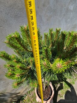 Borovica cierna Brepo pinus nigra - 2