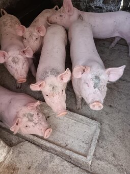 Ponúkam na predaj prasata - 2