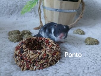 Darujeme nádherné mláďatá sýrskych škrečkov - 2