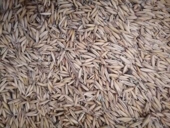 Predám kukuricu, pšenicu.,tritikale,jačmeň,ovos, raž. - 2