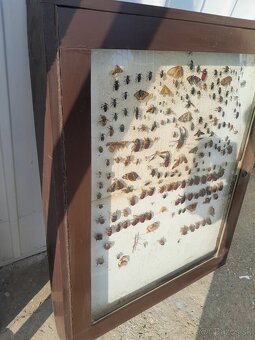 Vitrina , vyvesna skrinka , zbierka hmyzu - 2