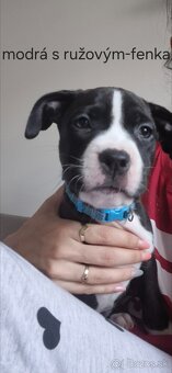 Americký Staford - 2