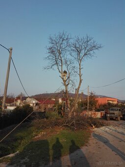 Pílenie stromov - 2