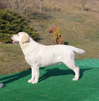 Labrador s PP - 2