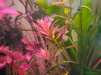 RASTLINY Z AKVARIAč - 2
