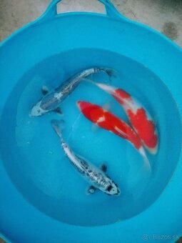 Japonske koi kapre - 2