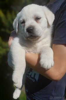 Labrador - 2