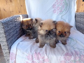 POMERANIAN - 2
