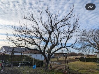 🌳 Rez ovocných stromov – december až marec 🌳 TT, TN, ZA... - 2