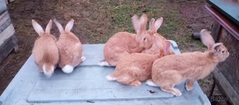 Burgundský+Belgický obor žltý - 2