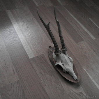 Parožie trofej jeleň lebka - 2