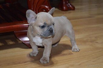 francuzsky buldocek - 2