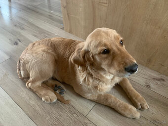 Zlatý retriever - 2