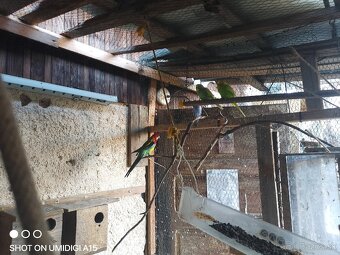 Predám andulky Alexandra maleho kakariky rozela - 2