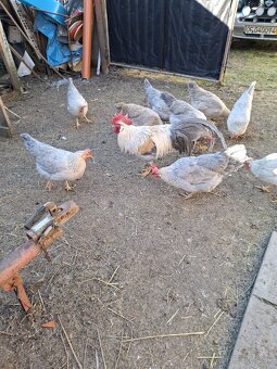 NV vlaška perlovošedá, ǰarabičia,striebrokrká - 2