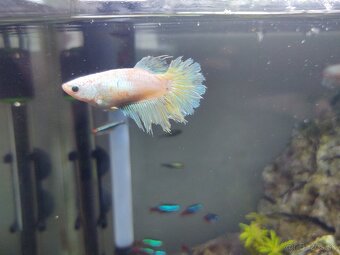 Samička Bojovnica - 2