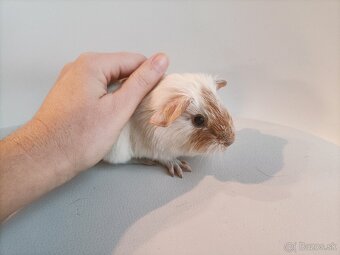 Cistokrvne morčatá - 2