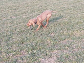 Maďarská vyžla - 2