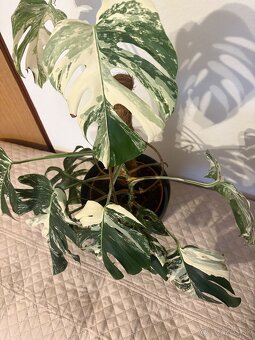 Monstera Deliciosa Albo Variegata - 2