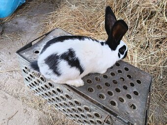 Predám králiky Nos - 2