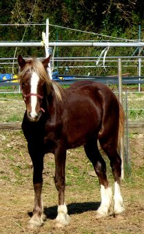 Welsh Cob C, Welsh pony - 2