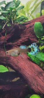 Gubka Japan Blue Mosaic - 2