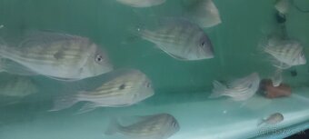 Geophagus, terčovec red melon, tyrkys, checkerboard - 2