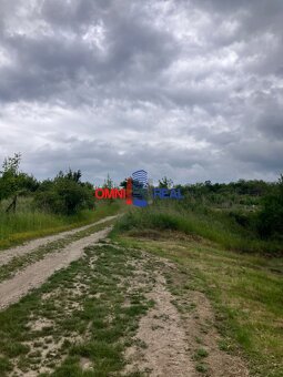 Neobrábaný vinohrad Svätý Jur, smerom na Bratislavu, lokalit - 2