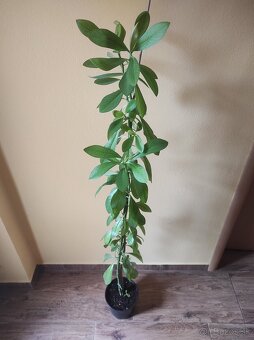 Euphorbia umbellata - 2