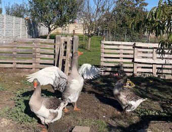 Bežce/kačky/ husi - 2