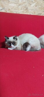 Ragdoll - 2