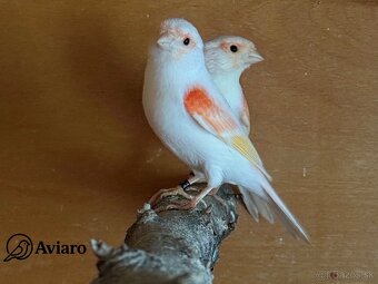 🦜Kanár mozaikový – tohtoročné mláďatá z chovu Aviaro - 2