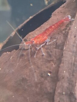 Prisavnik Krevety - 2