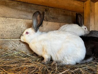 Hyly a križence - 2