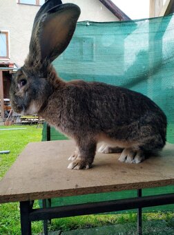 Predám belgické obry - 2