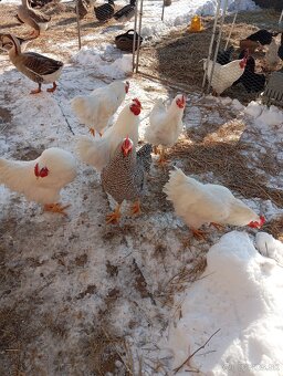 Kohúty amrox, plymutka biela - 2