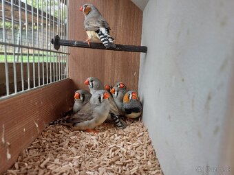 Výstavné zebričky - 2