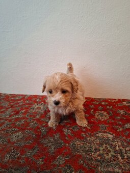 Maltipoo - 2