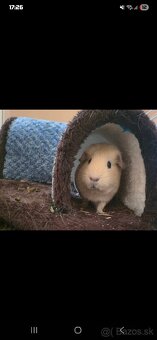 Hladkosrsté morča - 2