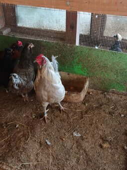 Nožnice, kohút - 2