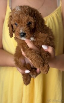 Cavapoo - 2