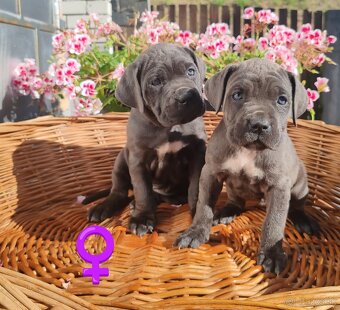 cane corso šteniatka - 2