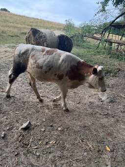 Jalovica - 2