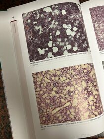 Histologický atlas - 2